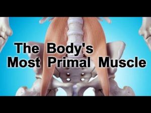 The Body's Most Primal Muscle
