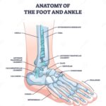 Foot Gait Balance Pain Uncover How Posture Shapes Stability